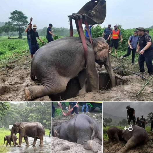 Heroes in White Coats: Vets Perform Lifesaving CPR on Elephant Mother as Calf Looks On